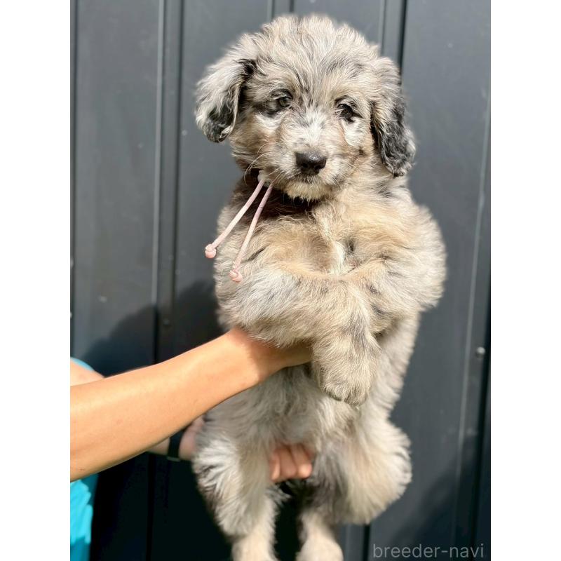 販売中の長野県のミックス犬-442539の3枚目