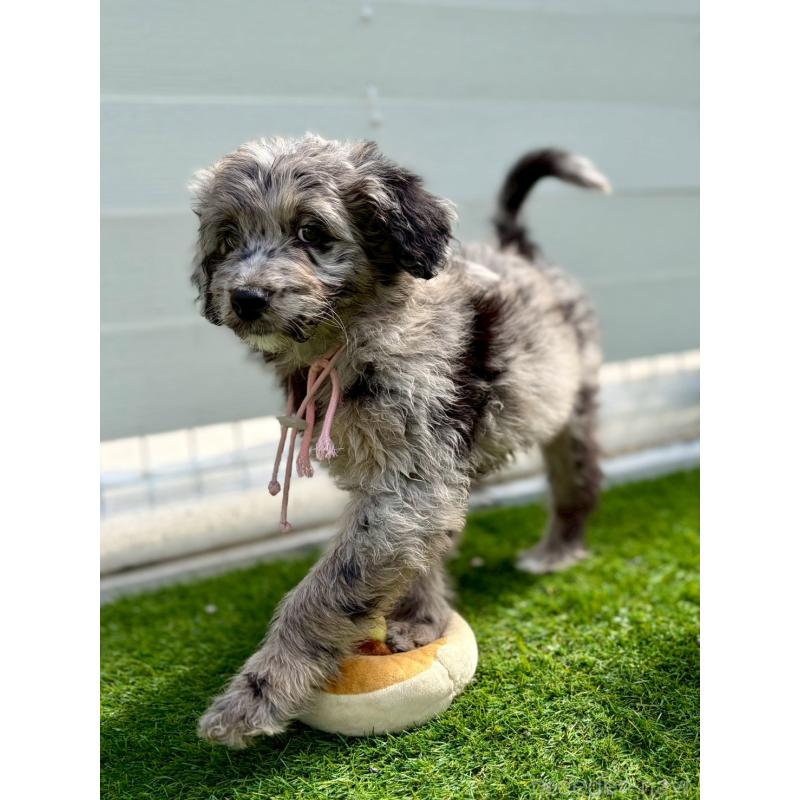 販売中の長野県のミックス犬-442539の2枚目