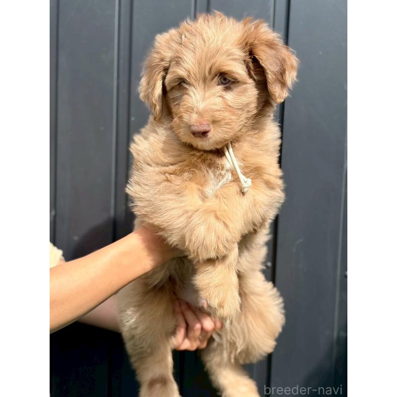 販売中の長野県のミックス犬-442540の9枚目