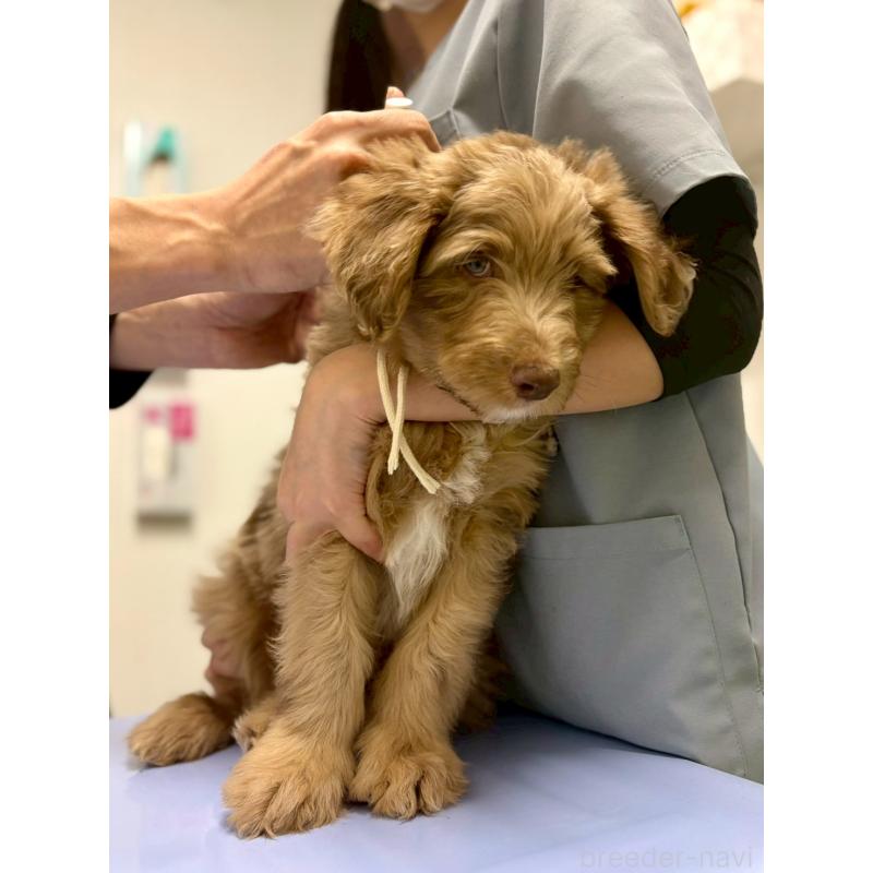 販売中の長野県のミックス犬-442540の7枚目