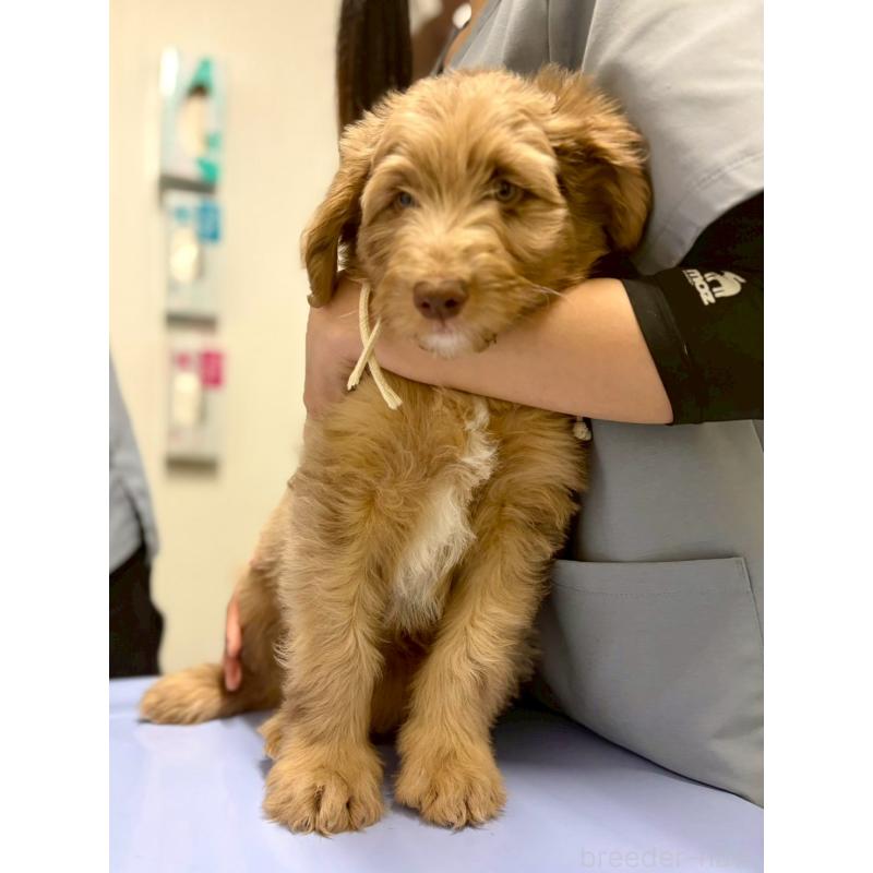 販売中の長野県のミックス犬-442540の6枚目