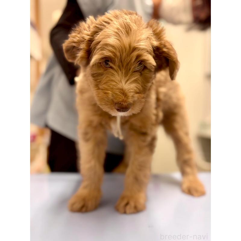 販売中の長野県のミックス犬-442540の5枚目