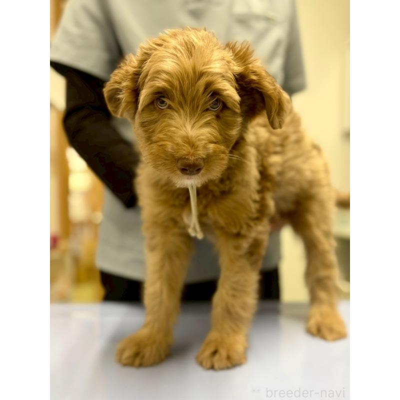 販売中の長野県のミックス犬-442540の4枚目