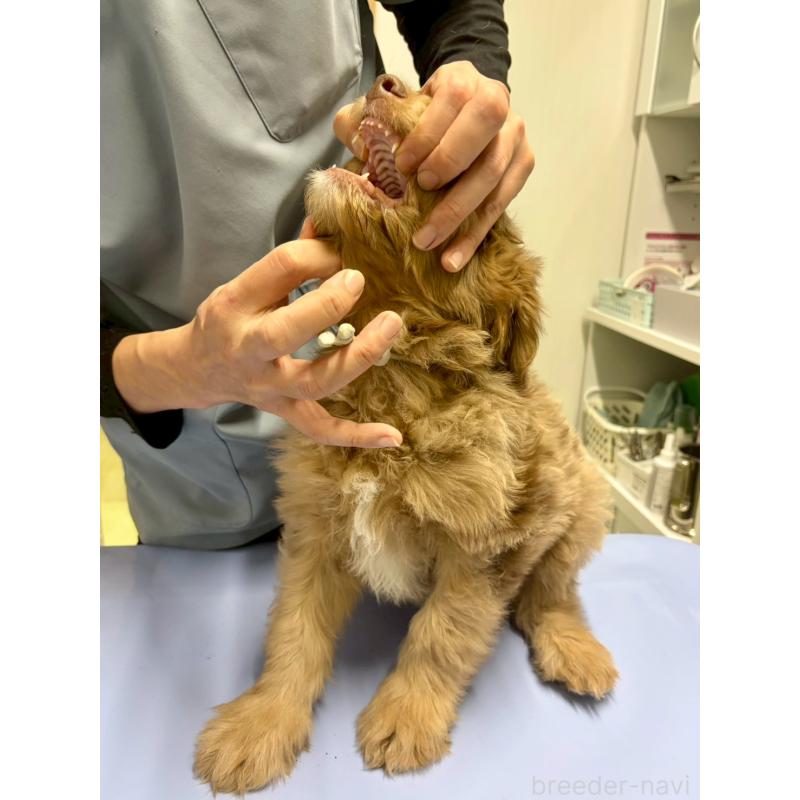 販売中の長野県のミックス犬-442540の3枚目