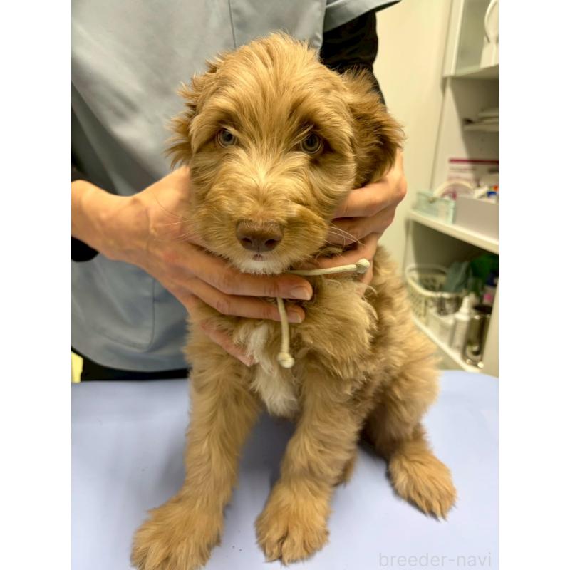 販売中の長野県のミックス犬-442540の2枚目