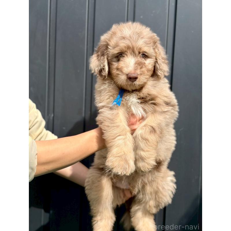 成約済の長野県のミックス犬-442536の4枚目