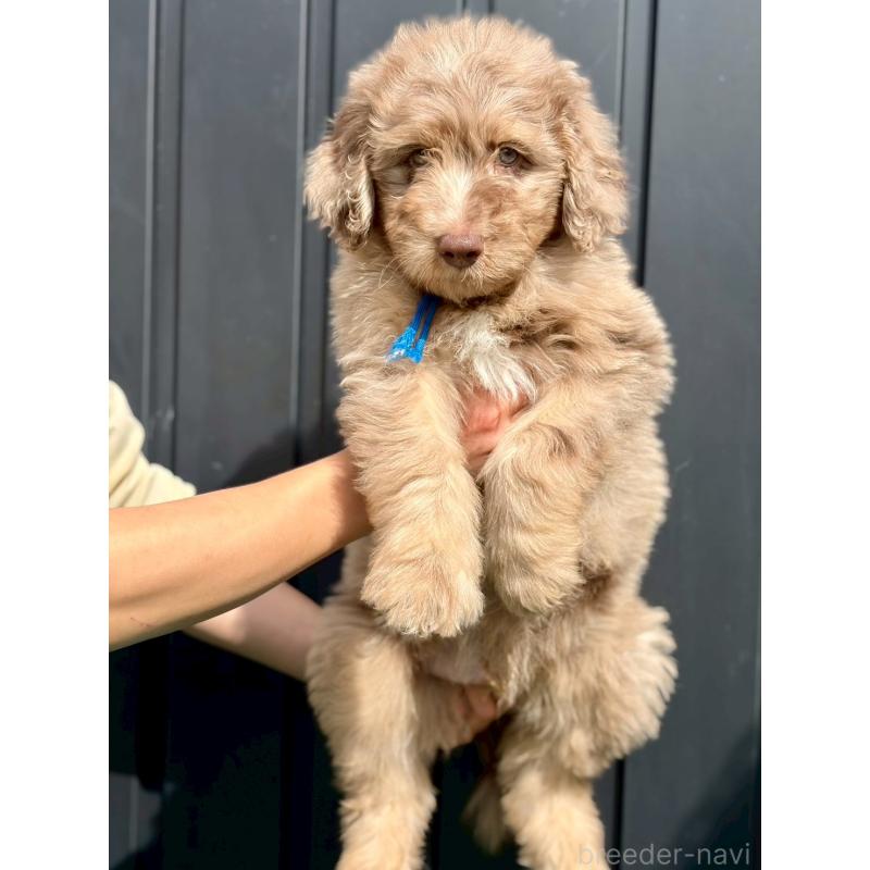 ♂︎ミックス犬