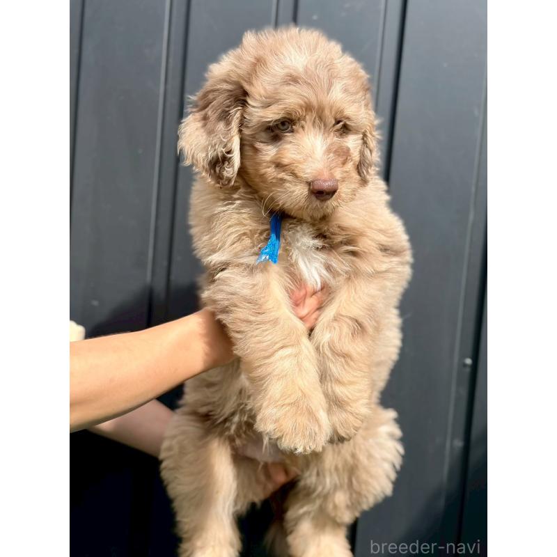 成約済の長野県のミックス犬-442536の3枚目