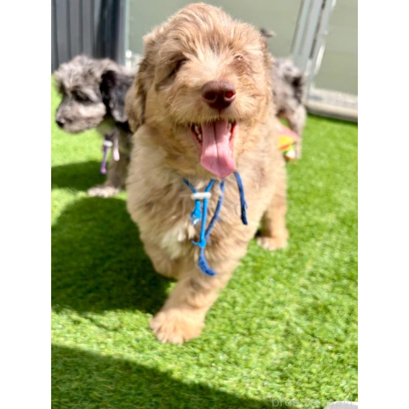 成約済の長野県のミックス犬-442536の2枚目