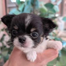 ♀︎チワワ(ロングコート)