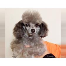 ♀︎タイニープードル