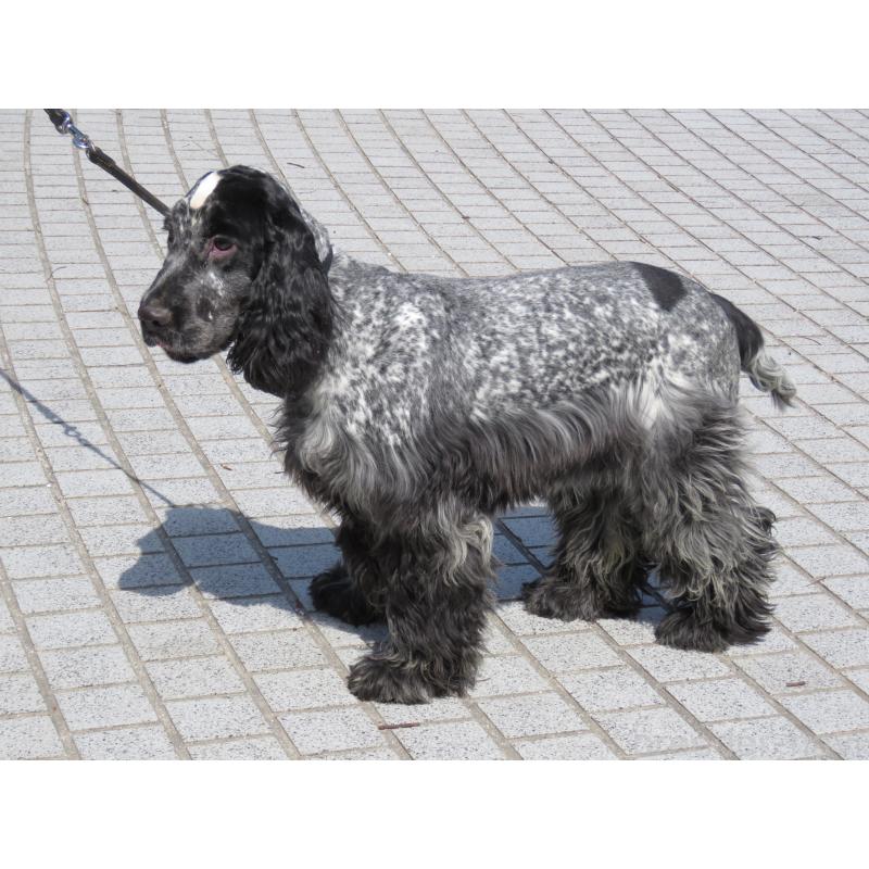 販売中の山口県のイングリッシュコッカースパニエル-443379の15枚目