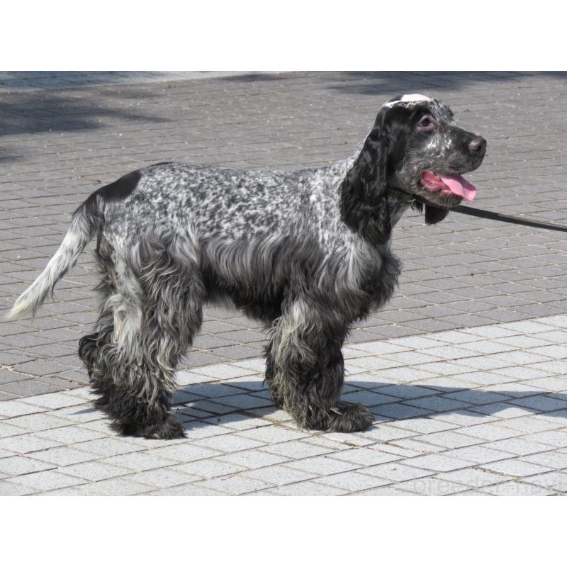 販売中の山口県のイングリッシュコッカースパニエル-443379の14枚目