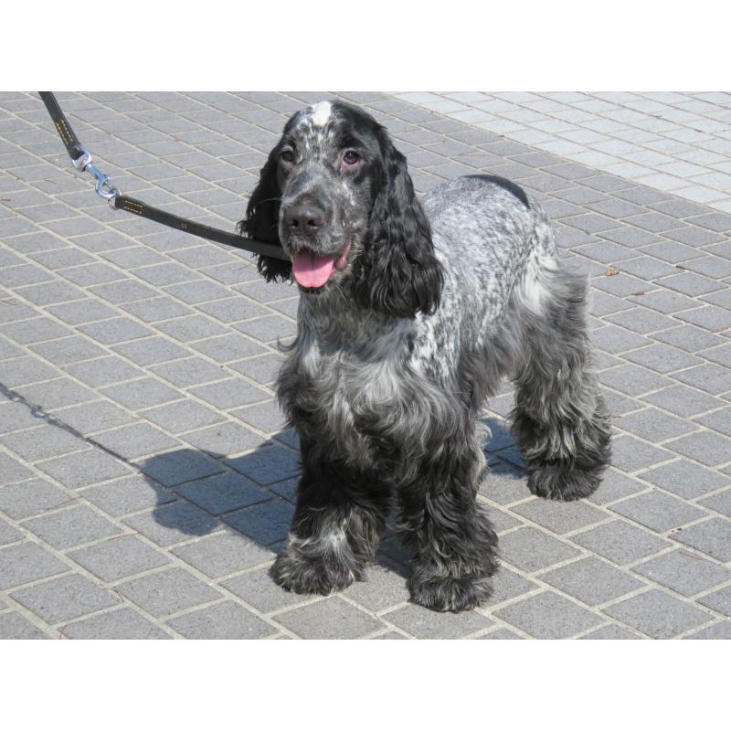 販売中の山口県のイングリッシュコッカースパニエル-443379の13枚目