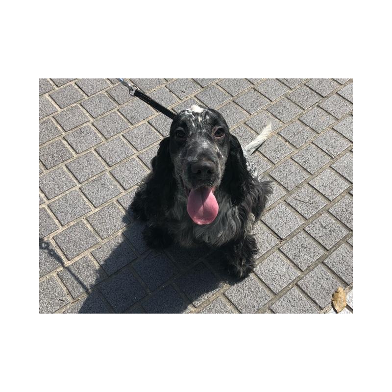 販売中の山口県のイングリッシュコッカースパニエル-443379の12枚目