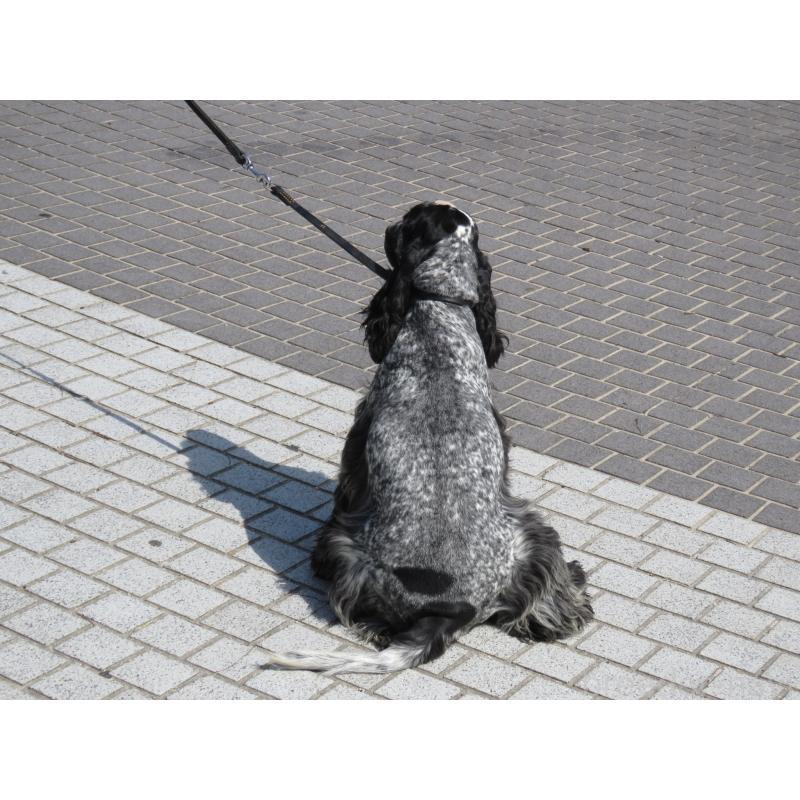 販売中の山口県のイングリッシュコッカースパニエル-443379の11枚目