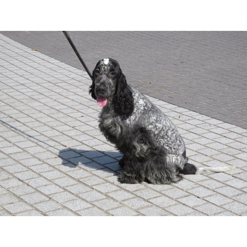 販売中の山口県のイングリッシュコッカースパニエル-443379の9枚目