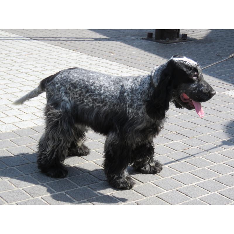 販売中の山口県のイングリッシュコッカースパニエル-443379の8枚目