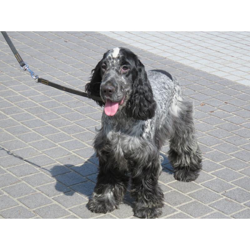 販売中の山口県のイングリッシュコッカースパニエル-443379の7枚目