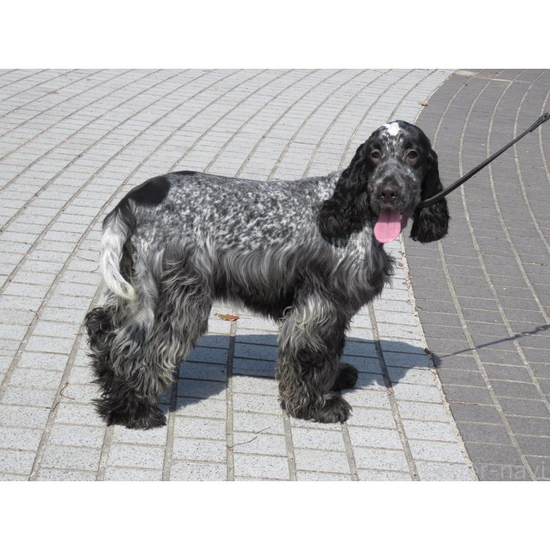 販売中の山口県のイングリッシュコッカースパニエル-443379の6枚目