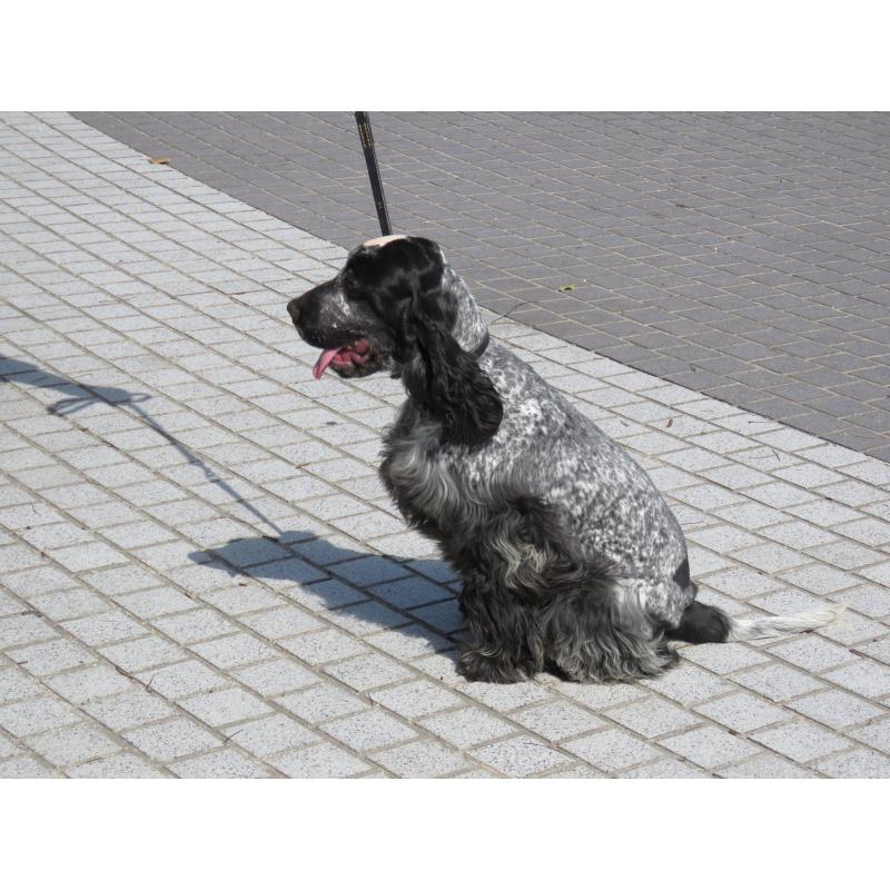 販売中の山口県のイングリッシュコッカースパニエル-443379の5枚目