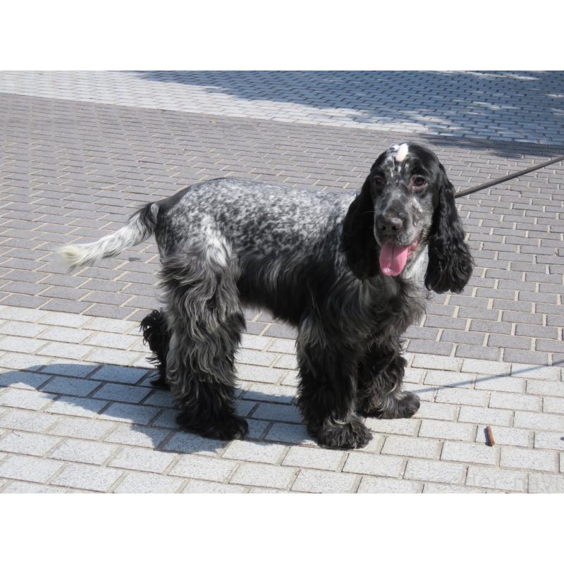 販売中の山口県のイングリッシュコッカースパニエル-443379の4枚目