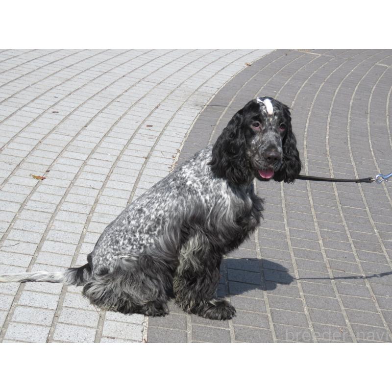 販売中の山口県のイングリッシュコッカースパニエル-443379の3枚目