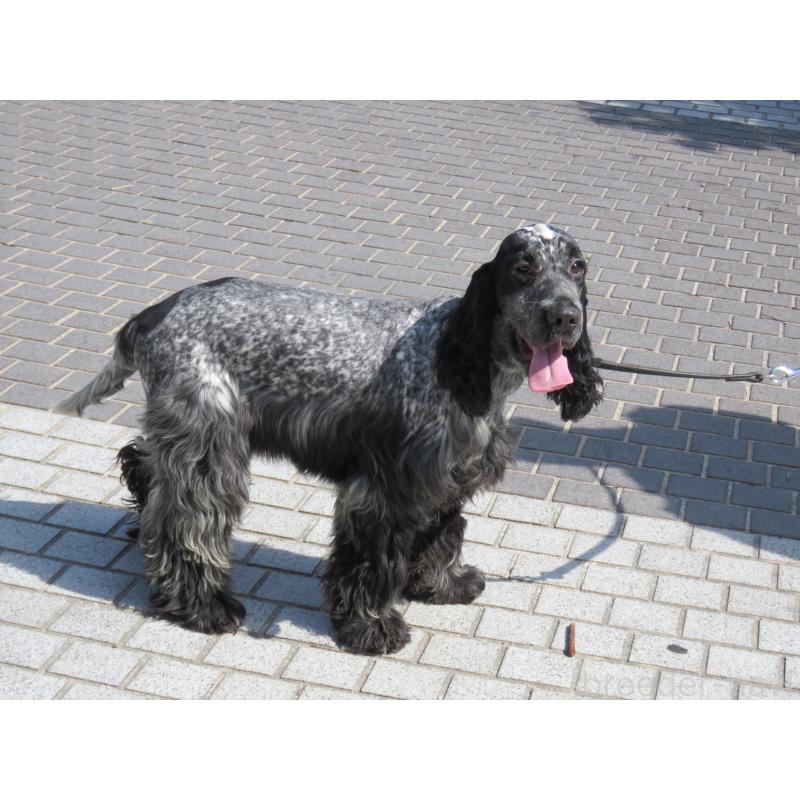 販売中の山口県のイングリッシュコッカースパニエル-443379の2枚目