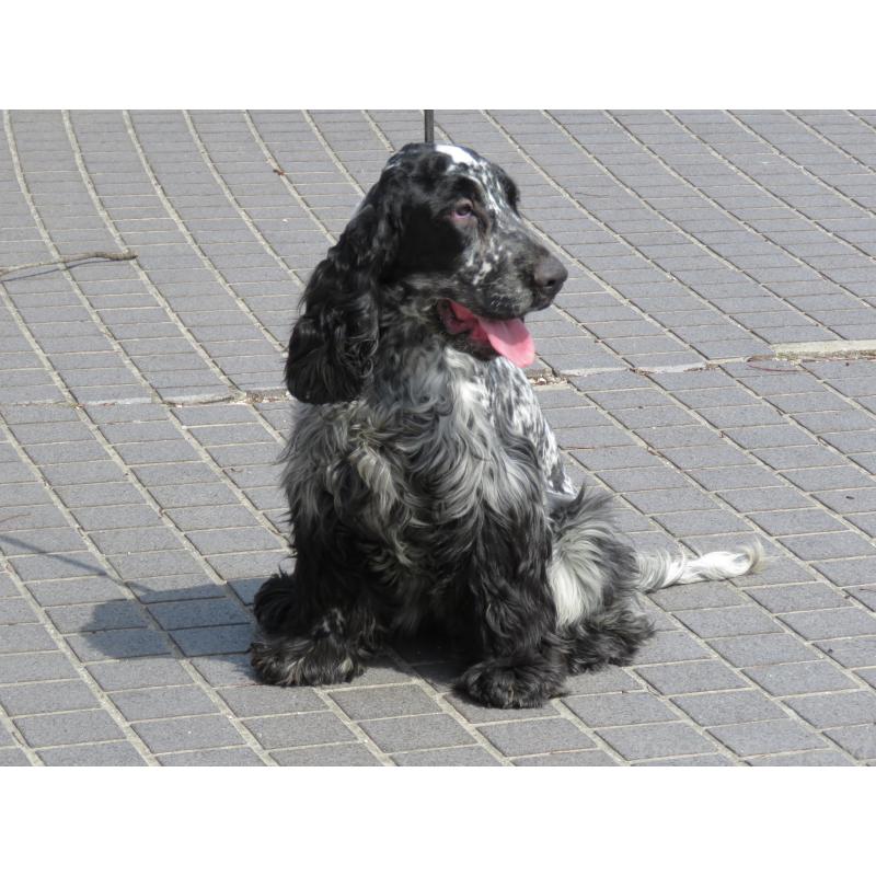 販売中の山口県のイングリッシュコッカースパニエル-443382の15枚目
