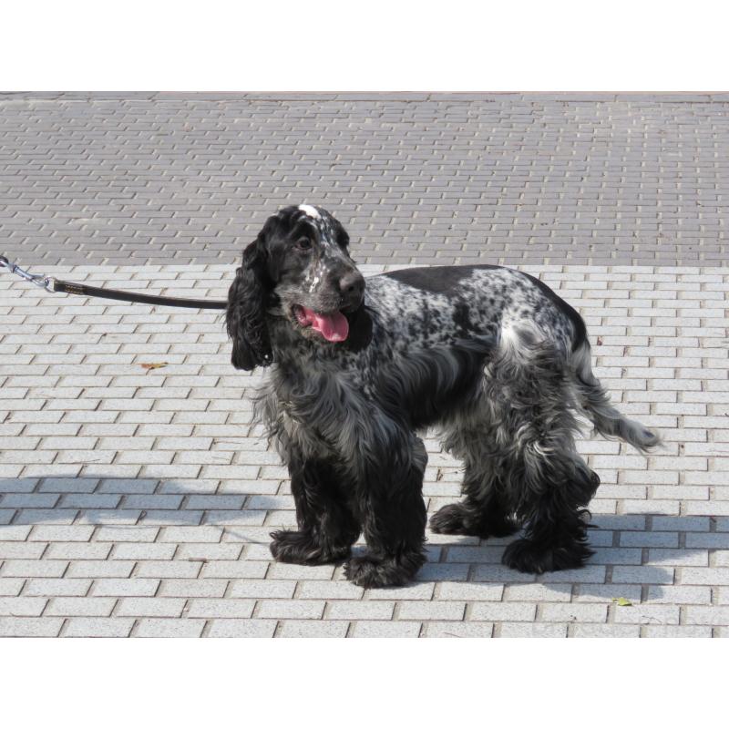 販売中の山口県のイングリッシュコッカースパニエル-443382の13枚目