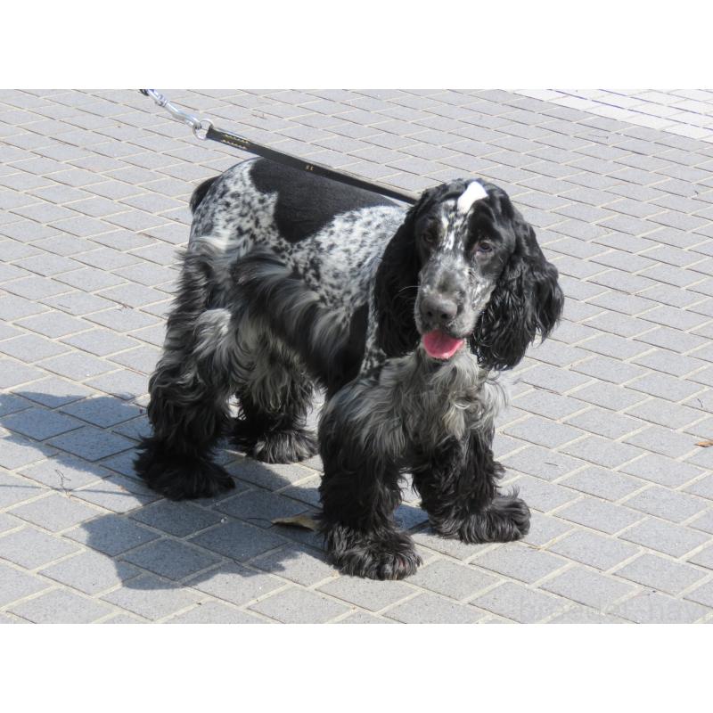 販売中の山口県のイングリッシュコッカースパニエル-443382の12枚目