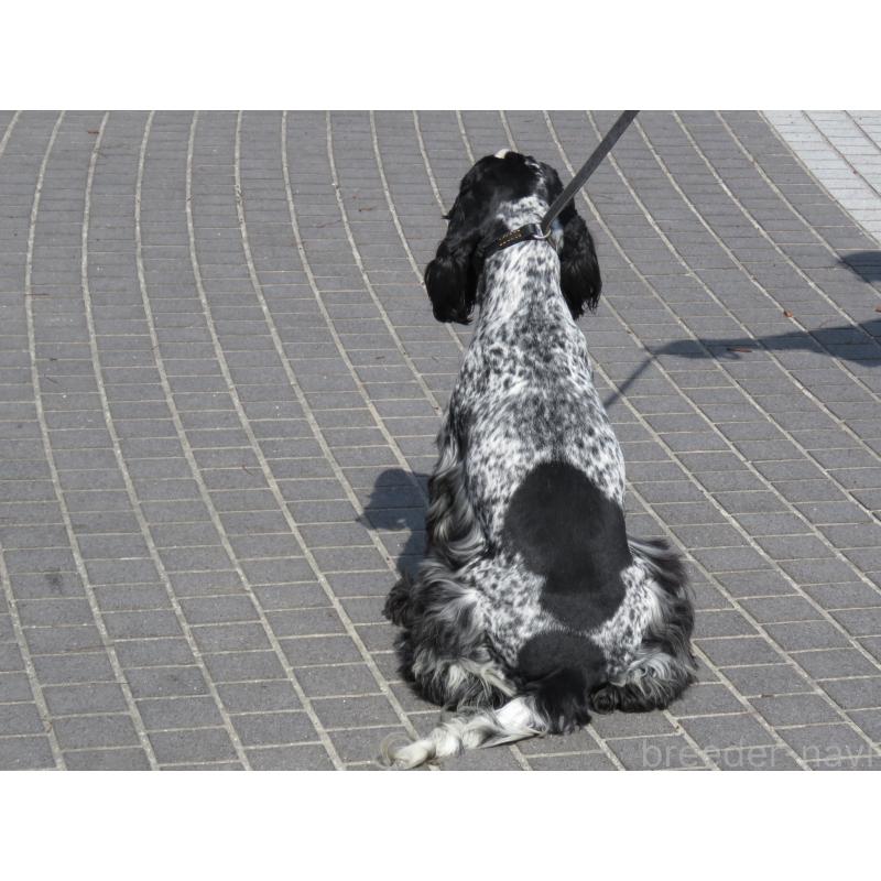 販売中の山口県のイングリッシュコッカースパニエル-443382の11枚目