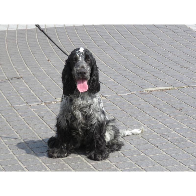販売中の山口県のイングリッシュコッカースパニエル-443382の10枚目