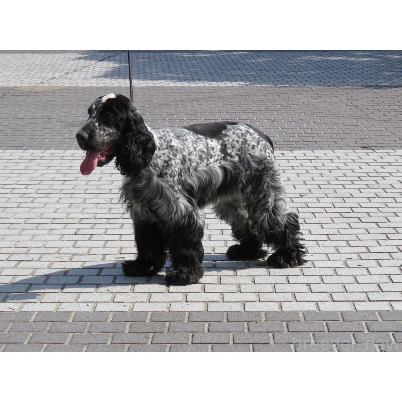 販売中の山口県のイングリッシュコッカースパニエル-443382の9枚目