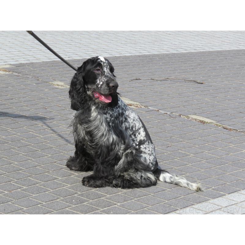 販売中の山口県のイングリッシュコッカースパニエル-443382の8枚目