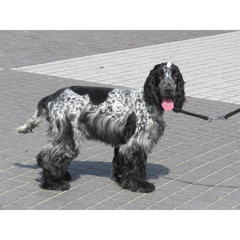 販売中の山口県のイングリッシュコッカースパニエル-443382の7枚目