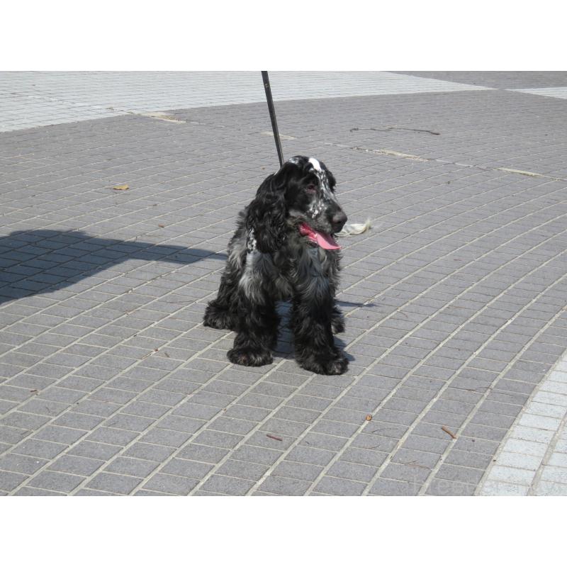 販売中の山口県のイングリッシュコッカースパニエル-443382の6枚目