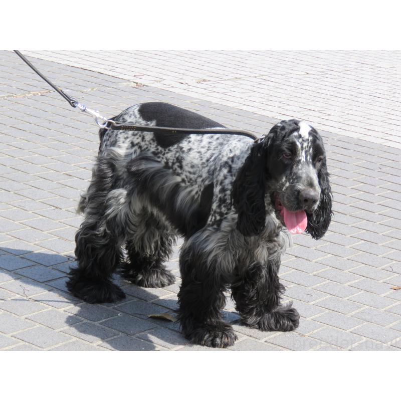 販売中の山口県のイングリッシュコッカースパニエル-443382の4枚目