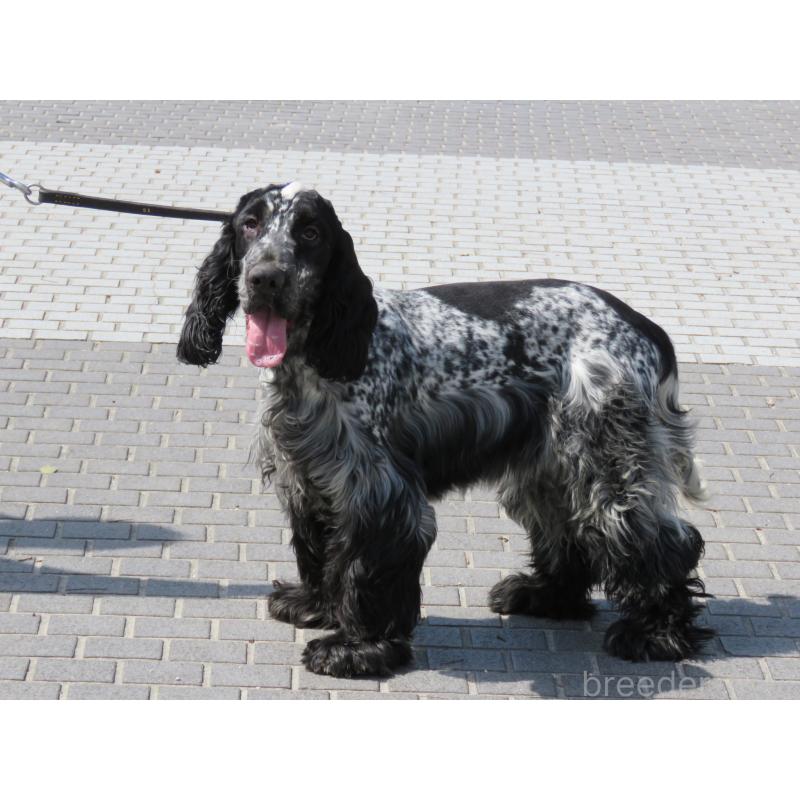 販売中の山口県のイングリッシュコッカースパニエル-443382の2枚目