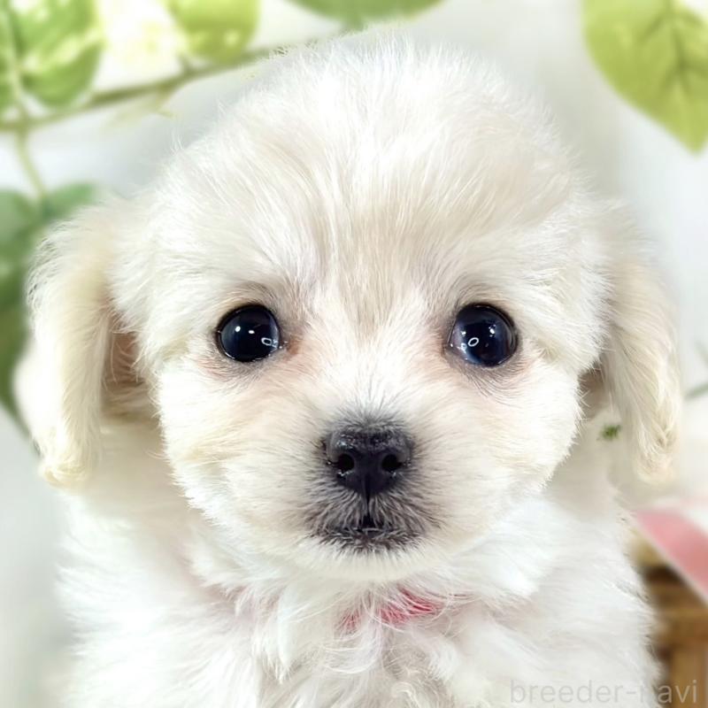 販売中の滋賀県のチワプー:チワワ×トイプードル-448709