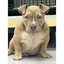 ♀︎エキゾチックブリー