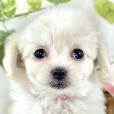 ♀︎チワプー:チワワ×トイプードル