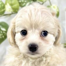 ♀︎チワプー:チワワ×トイプードル