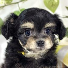 ♀︎チワプー:チワワ×トイプードル