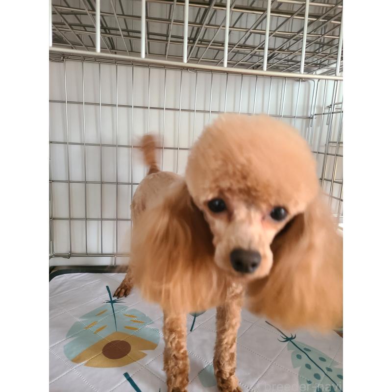 犬舎紹介の熊本県の犬舎紹介-4920の2枚目