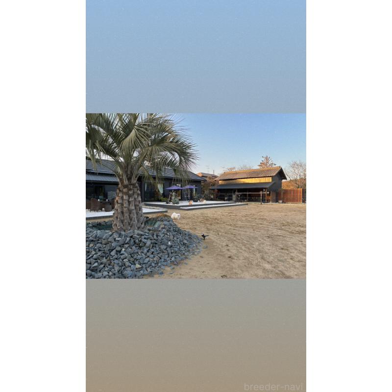 早川直子ブリーダーの詳細