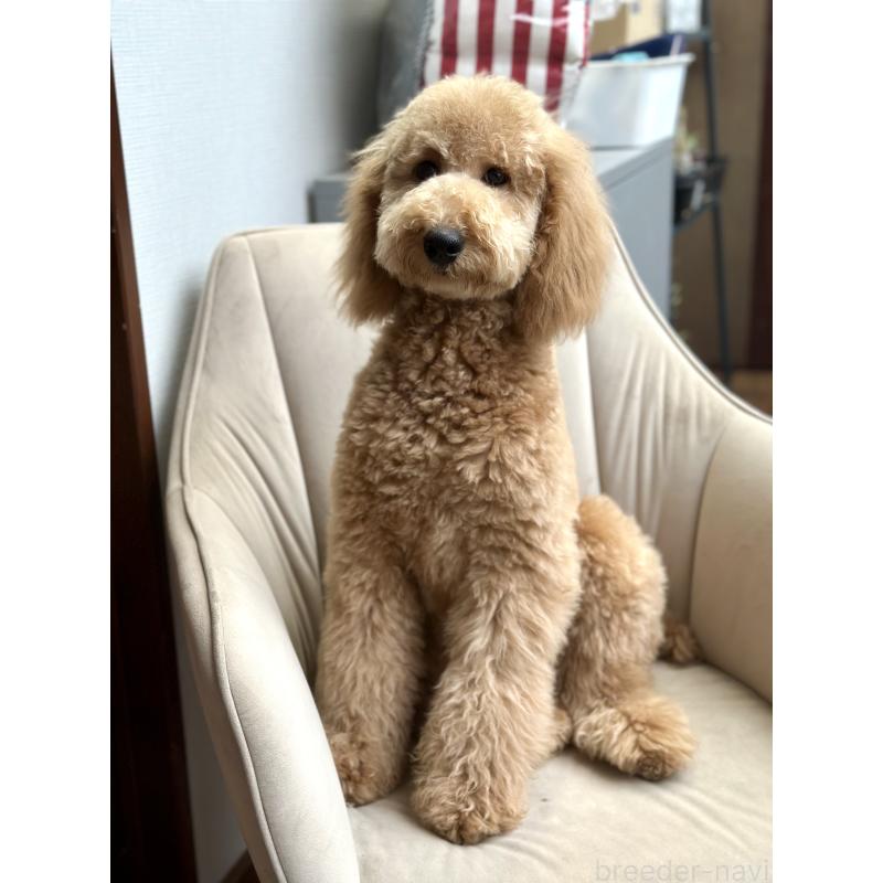 販売中の京都府のスタンダードプードル-422590の2枚目