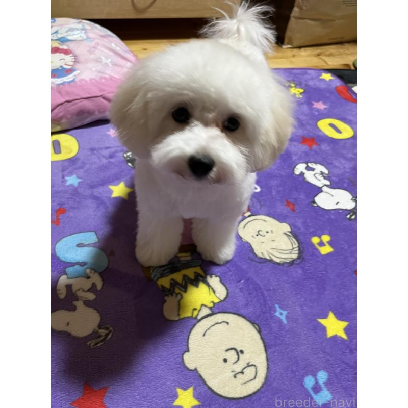 販売中の埼玉県のミックス犬-442531の6枚目