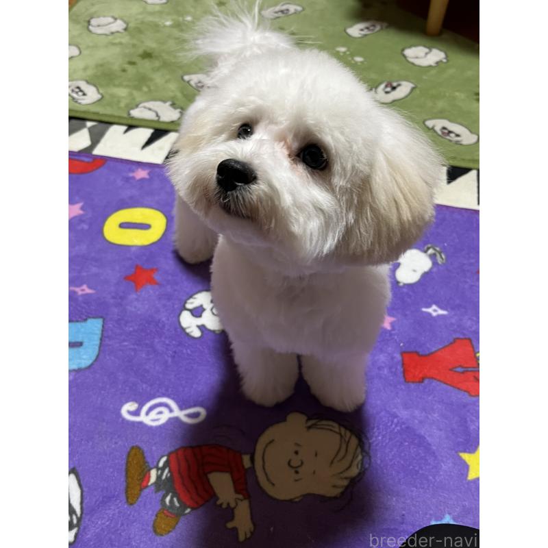 販売中の埼玉県のミックス犬-442531の5枚目