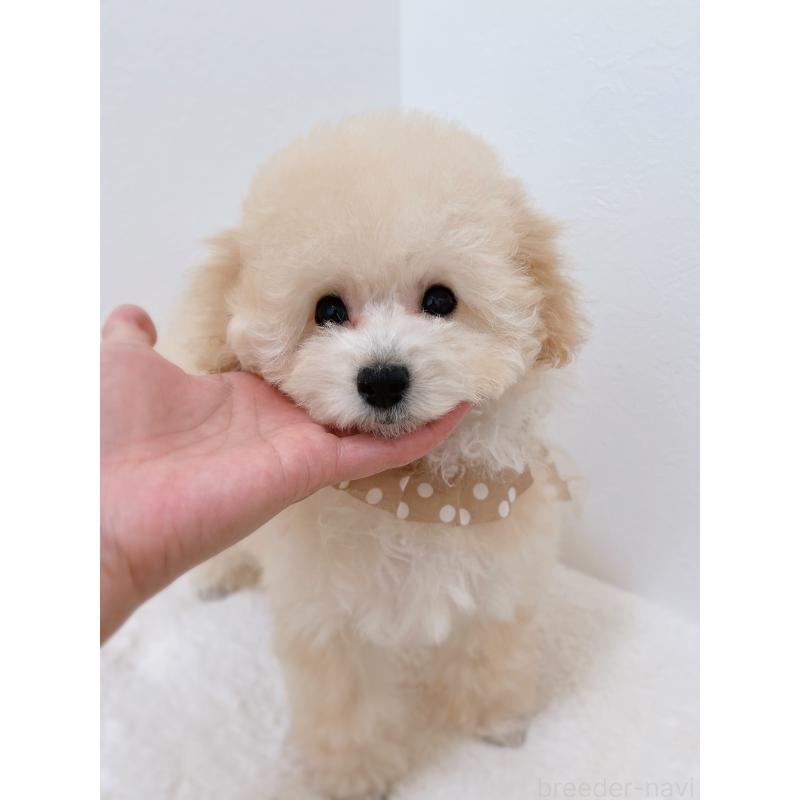 販売中の福岡県のタイニープードル-442698の5枚目